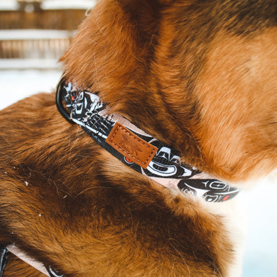 Black Feather Dog Collar