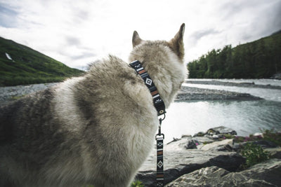 LokiWolf Dog Leash